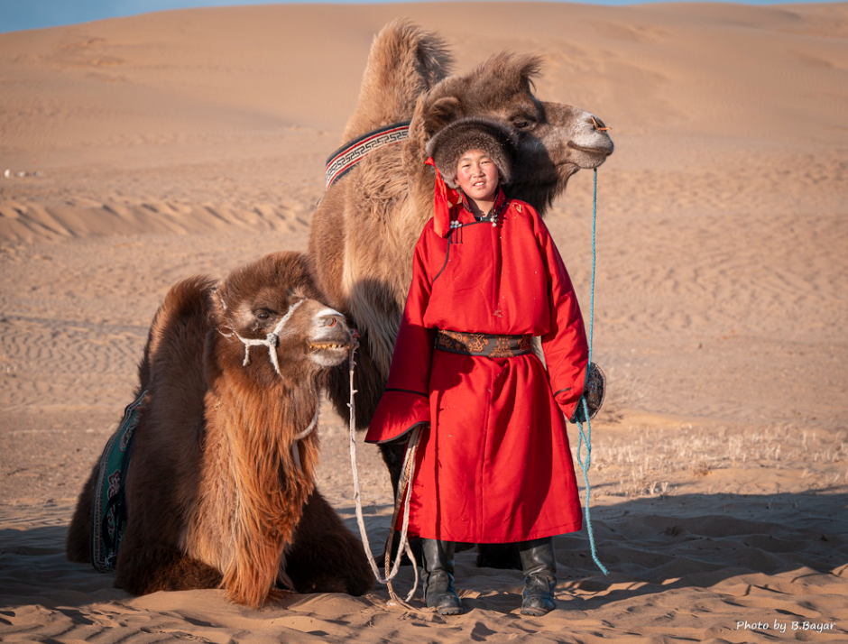 <i>Mongolian herder standing in the desert with Bactrian camels</i>